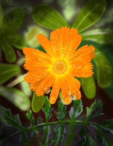 Calendula